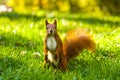 Little red eurasian squirrel