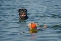 . A little Red female of mixed breed swims in the water holding a small toy in her mouth Royalty Free Stock Photo