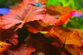 Little red fish on the background of red algae