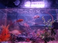 Little red fish playing in their aquarium Royalty Free Stock Photo