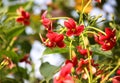 Little red flower with yellow pistil in full bloom Royalty Free Stock Photo