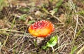 Little red fly-agaric mushroom forest Royalty Free Stock Photo