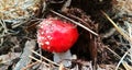 little red fly agaric