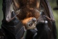 Little Red Flying Fox Bat Royalty Free Stock Photo