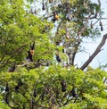 Little red flying fox colony Royalty Free Stock Photo