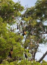 Little red flying fox colony Royalty Free Stock Photo