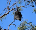 Little red flying fox - (Pteropus scapulatus) Royalty Free Stock Photo