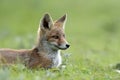 Little red fox Royalty Free Stock Photo