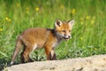 Little red fox cub Royalty Free Stock Photo