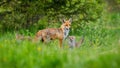 Little red fox cubs playing around their protective mother on green meadow