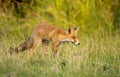 Little Red fox in the dunes Royalty Free Stock Photo