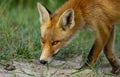Little Red fox in the dunes Royalty Free Stock Photo
