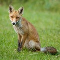 Little Red fox in the dunes Royalty Free Stock Photo