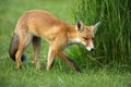 Little Red fox in the dunes Royalty Free Stock Photo