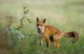 Little Red fox in the dunes Royalty Free Stock Photo