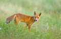 Little Red fox in the dunes Royalty Free Stock Photo