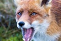 The little red fox Royalty Free Stock Photo