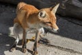 Little red fox poops on the ground Royalty Free Stock Photo