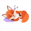 Little red fox is sleeping sweet Royalty Free Stock Photo