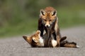 Little red foxes