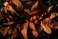 Little red fruits of rowan tree on autumn brown leafy leaves on soil. Royalty Free Stock Photo