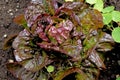 Little Red Gem Romaine Lettuce in a garden Royalty Free Stock Photo