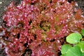 Little Red Gem Romaine Lettuce in a garden Royalty Free Stock Photo