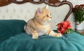 little red ginger striped kitten and red flowers on white bed in bedroom. British chinchilla cat. Royalty Free Stock Photo