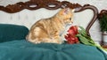 little red ginger striped kitten and red flowers on white bed in bedroom. British chinchilla cat. Royalty Free Stock Photo