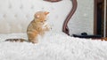 little red ginger striped kitten playing with toy mouse on white bed. British chinchilla cat. Royalty Free Stock Photo