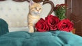 little red ginger striped kitten and red flowers on white bed in bedroom. British chinchilla cat. Royalty Free Stock Photo