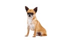 Little red-haired chihuahua breed dog on white background