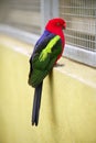 Little red head parrot psitacids