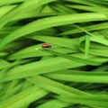 Little red insect on the grass