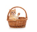 Little red kitten in the basket Royalty Free Stock Photo