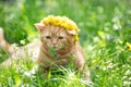 Little red kitten crowned with flower chaplet Royalty Free Stock Photo