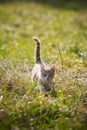 Little red kitten gets acquainted with nature in the village in the autumn grass Royalty Free Stock Photo