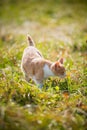 Little red kitten gets acquainted with nature in the village in the autumn grass Royalty Free Stock Photo