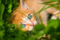 Little red kitten is at the grass Royalty Free Stock Photo