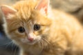 Little red kitten looking at camera, close-up. Shallow depth of field. Royalty Free Stock Photo