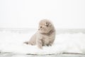 A little red kitten sits in a room on a fluffy white carpet. Royalty Free Stock Photo