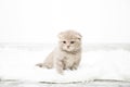 A little red kitten sits in a room on a fluffy white carpet. Royalty Free Stock Photo