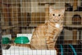 Little red kitten is sitting in a cage at the shelter Royalty Free Stock Photo