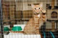 Little red kitten is sitting in a cage at the shelter Royalty Free Stock Photo