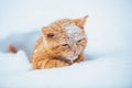 Little kitten sitting on the snow Royalty Free Stock Photo