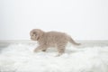 A little red kitten walks around the room. Kitten in motion. Royalty Free Stock Photo