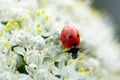 Little red lady bug or lady bird with black dots walking through tiny flowers Royalty Free Stock Photo