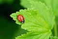 Little red lady bug on a green leaf. Beautiful nature background Royalty Free Stock Photo