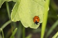 little red ladybird with black dots sitting on a big green leaf, close up Royalty Free Stock Photo