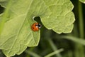 Little red ladybird with black dots sitting on a big green leaf Royalty Free Stock Photo